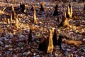 Baldcypress Knees  44971 Royalty Free Stock Photo